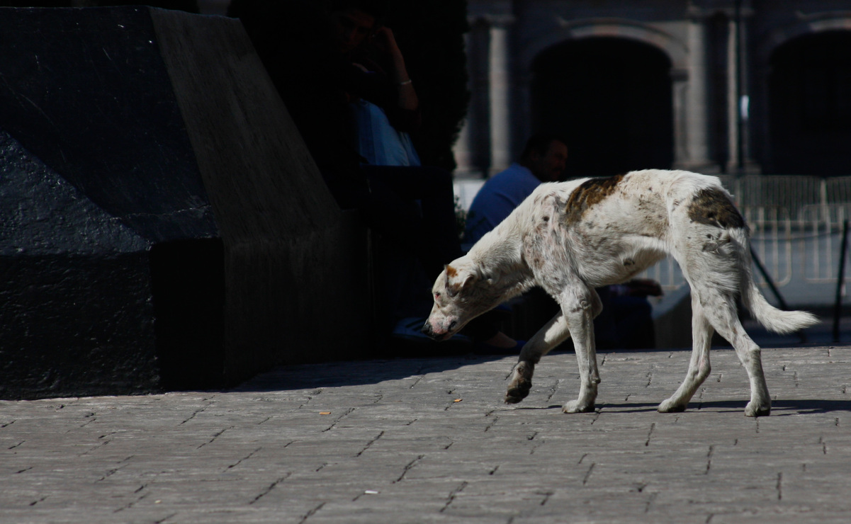 En el Edomex existen 8.5 millones de perros, el 60% se encuentra en condiciones de abandono, peligro y maltrato / Foto: Arturo Hernández.
