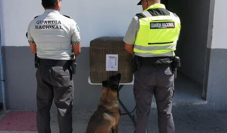 Usan paquetería para enviar marihuana de San Luis Potosí al Edomex