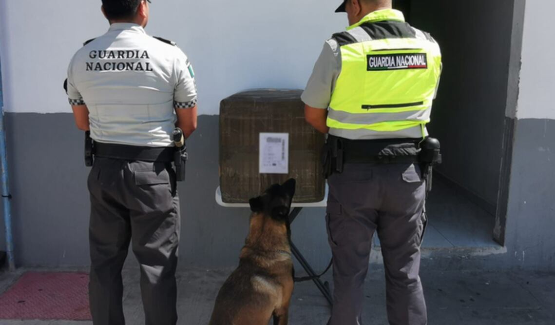 En el Aeropuerto Internacional de SLP, binomio canino de la Guardia Nacional detecta 19 paquetes de posible marihuana con destino al Edomex. Foto especial