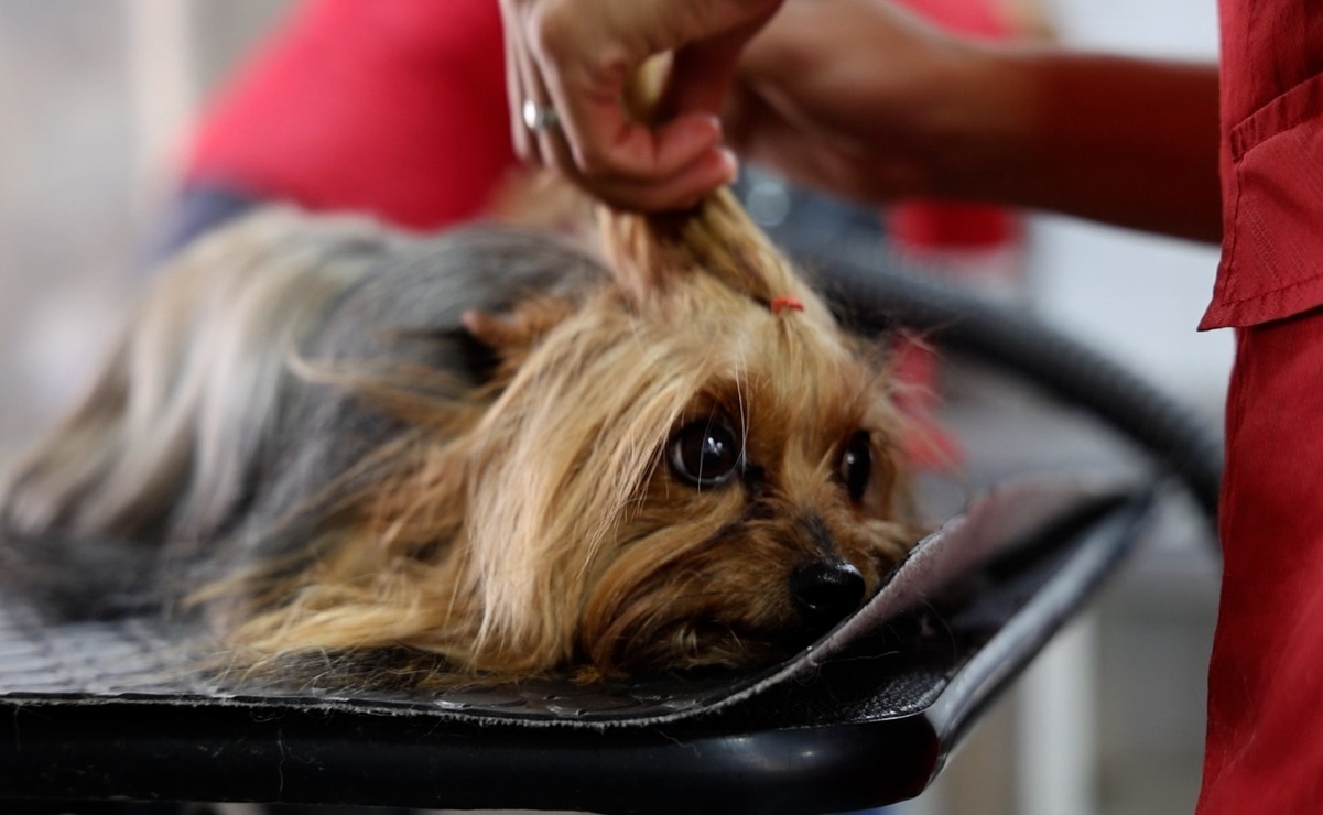 Los tratamientos se realizan con productos diseñados para el confort y seguridad de perros, gatos y otros animales / Foto Sergio García