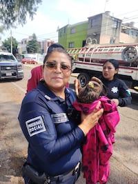 Policías de Ecatepec rescatan a un águila herida