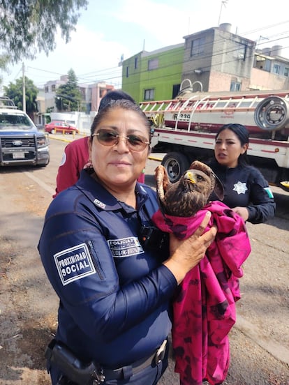 Policías de Ecatepec rescatan a un águila herida