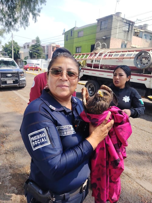 Los oficiales del Sector 13 entregaron al ave a personal de Protección Civil para que la llevara al Parque Ehécatl.  Foto: especial