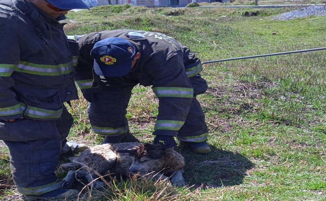 Tras una llamada de auxilio, los bomberos llegaron al sitio / Foto: Especial