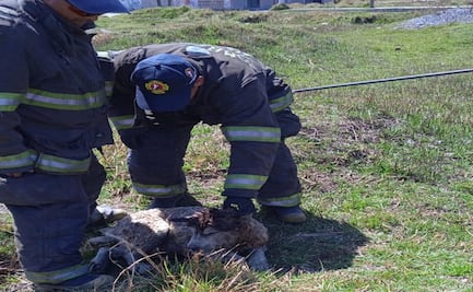 ¡Rescate perruno! Bomberos sacan a perro de pozo en Toluca