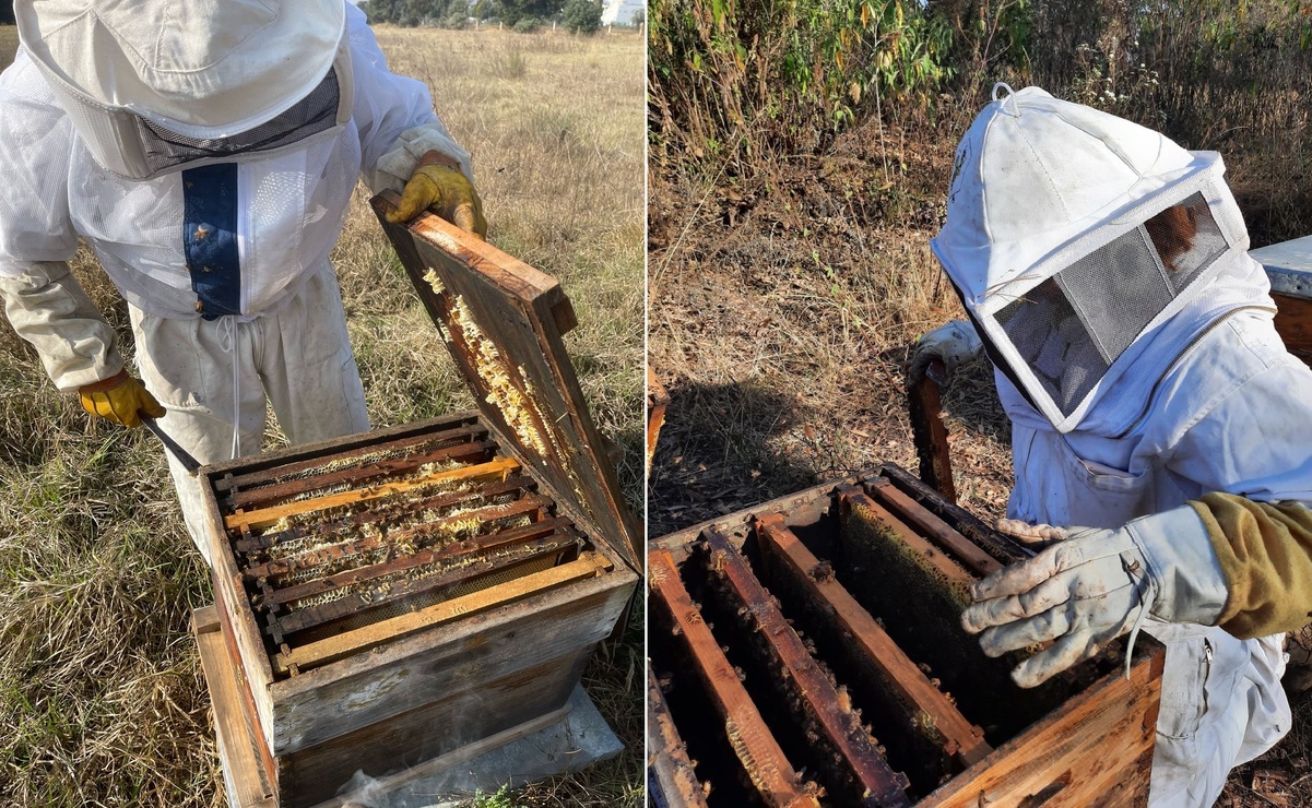 El inventario estatal asciende a 35 mil colmenas siendo un recurso vital para el equilibrio ecológico. Foto: Especial