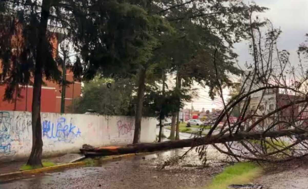 La lluvia y el fuerte viento que se registró la tarde de este sábado provocó la caída de un árbol seco / Foto: Especial