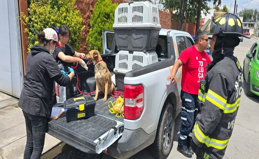 Brigadistas del Centro de Control y Bienestar Animal localizaron a un canino que se encontraba en la parte baja de un canal, por lo que el personal efectuó el rescate. Foto: Especial