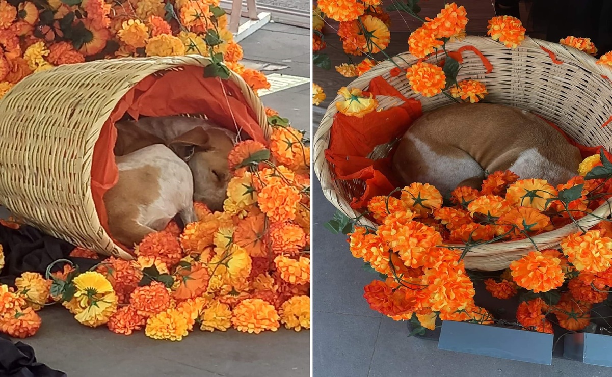 ¡Lo Más Tierno que Verás Hoy! Lomito se queda dormido en una ofrenda de Toluca