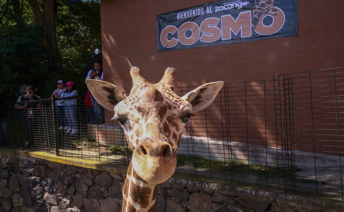 ¡Conoce a la jirafa más sociable de Zacango!: Cosmo ya es la estrella indiscutible de este zoológico