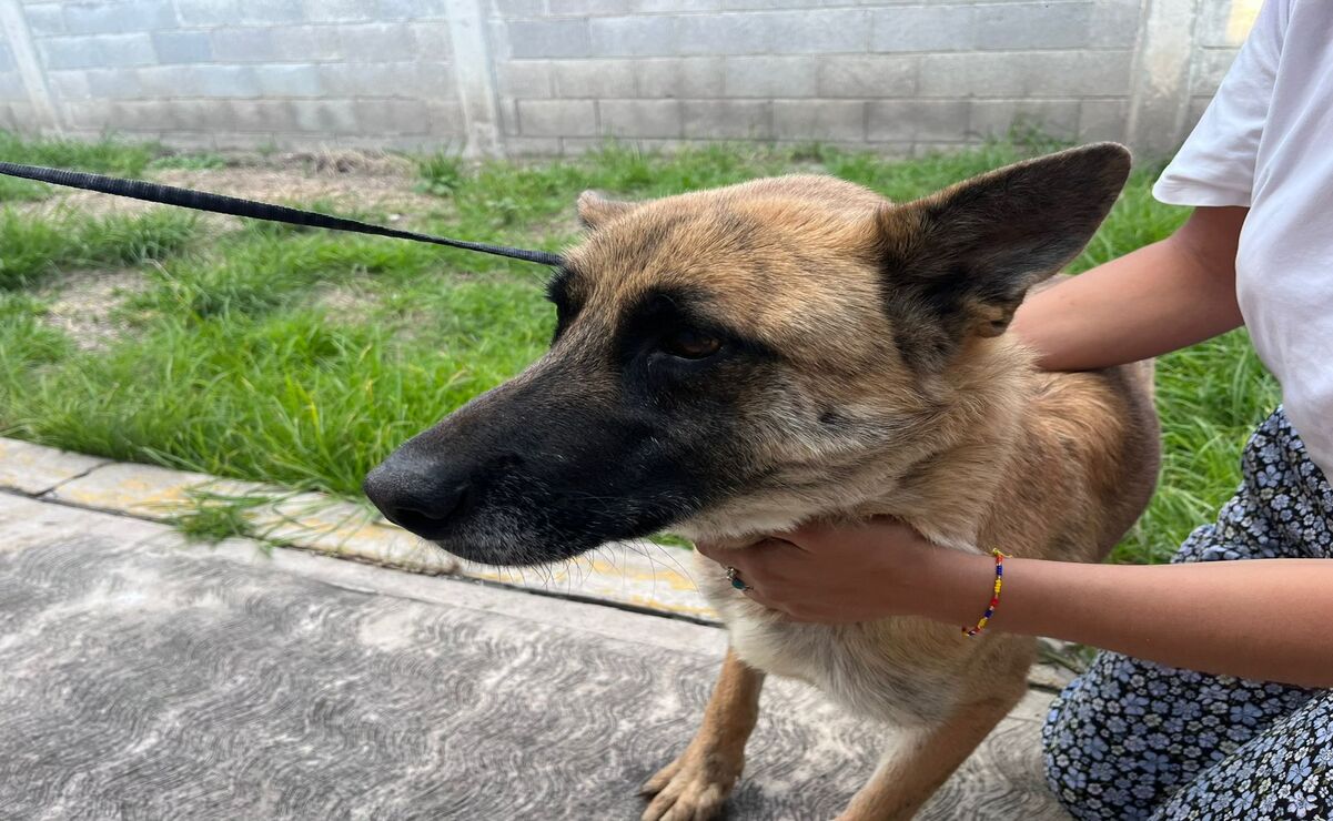 En lo que va del año, la Unidad de Atención y Bienestar Animal de Cuautitlán Izcalli a logrado más de 70 adopciones. Foto: Arturo Contreras