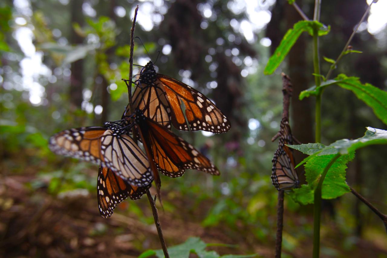La Reserva de la Biosfera de la Mariposa Monarca es una reserva declarada como tal por el Gobierno Federal de fecha 30 de septiembre de 1986. Foto Jorge Alvarado