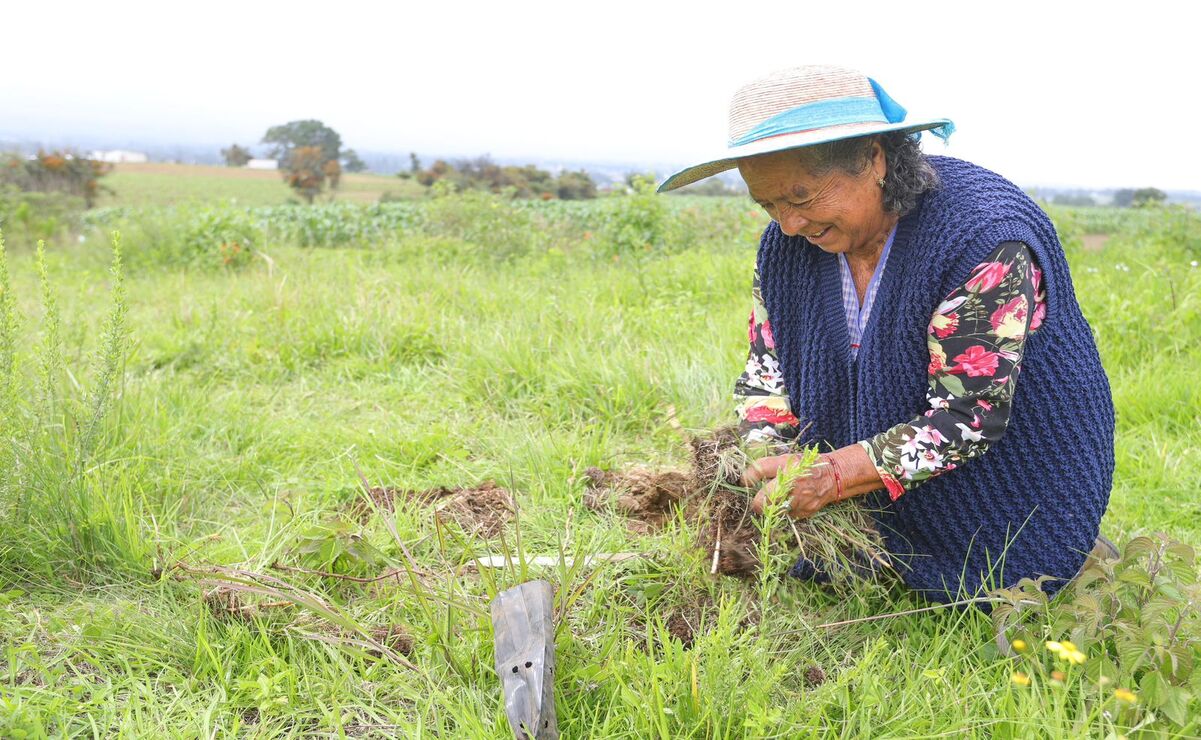 En el paraje La Olla del ejido San Mateo Tecalco fueron plantados 1 mil 500 árboles / Foto Especial