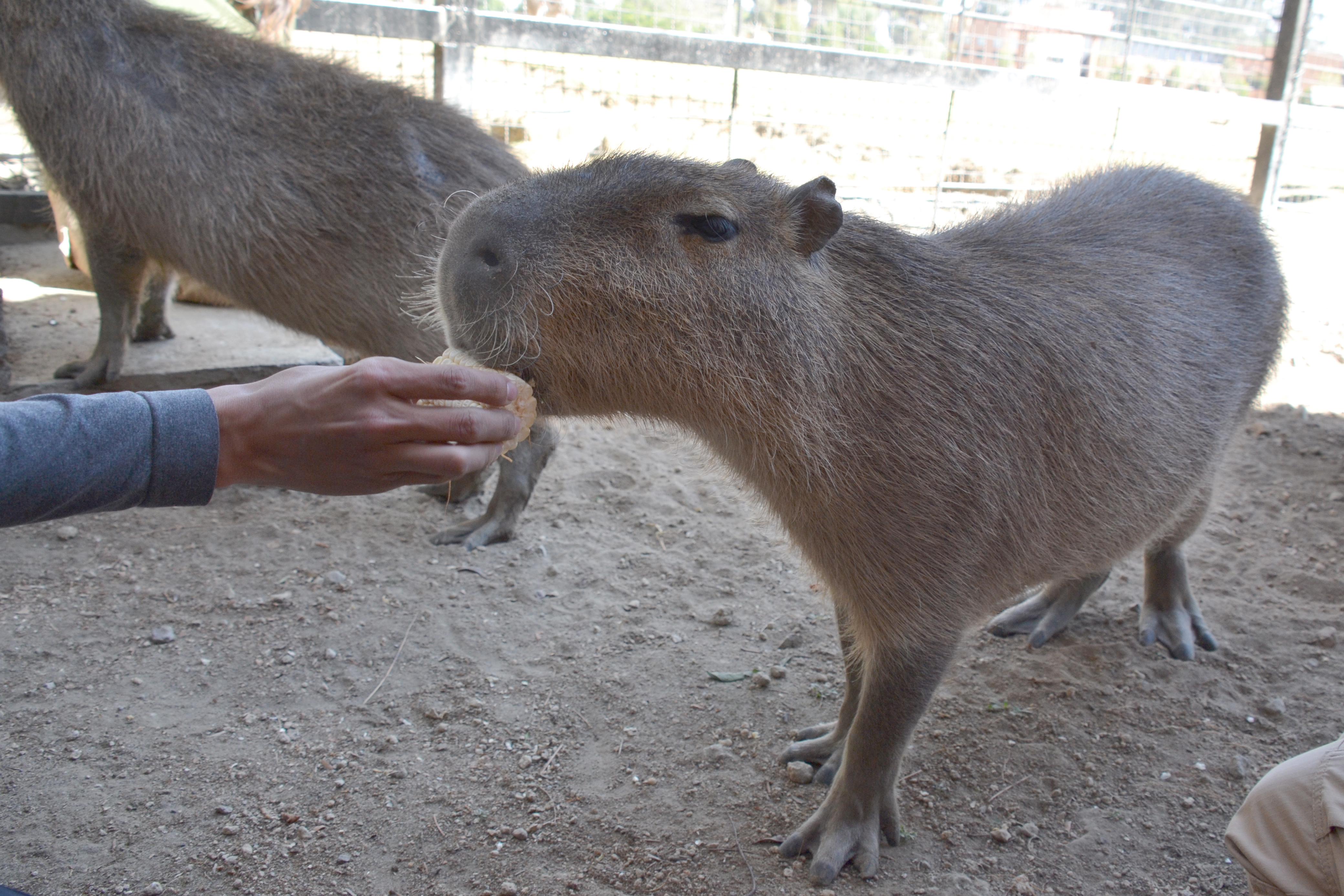 Del capibara al lémur: ¿Qué animales son los preferidos de los visitantes del Parque Ecológico Zacango?