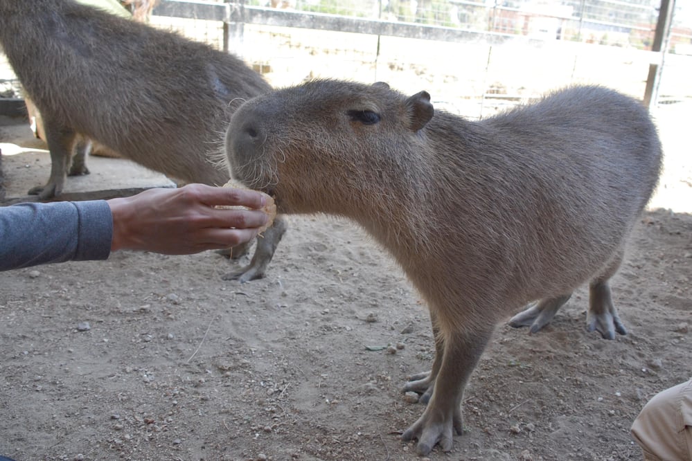 Los animales más populares entre los visitantes del Parque Ecológico Zacango, son los capibaras. Foto Especial
