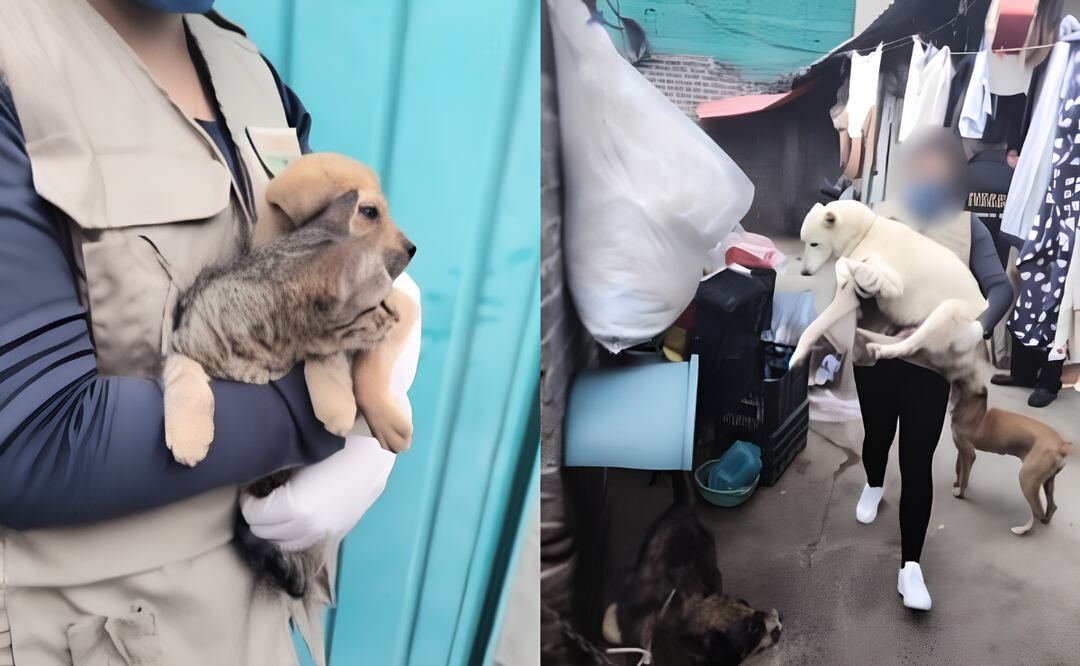 Autoridades rescatan a 29 animales de condiciones de maltrato, hacinamiento y desnutrición en una vivienda de Ecatepec. Foto: Especial