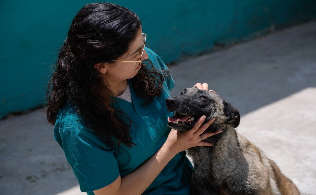 Los médicos veterinarios examinaron físicamente y sometieron a pruebas de comportamiento para determinar su salud / Foto: Arturo Hernández.