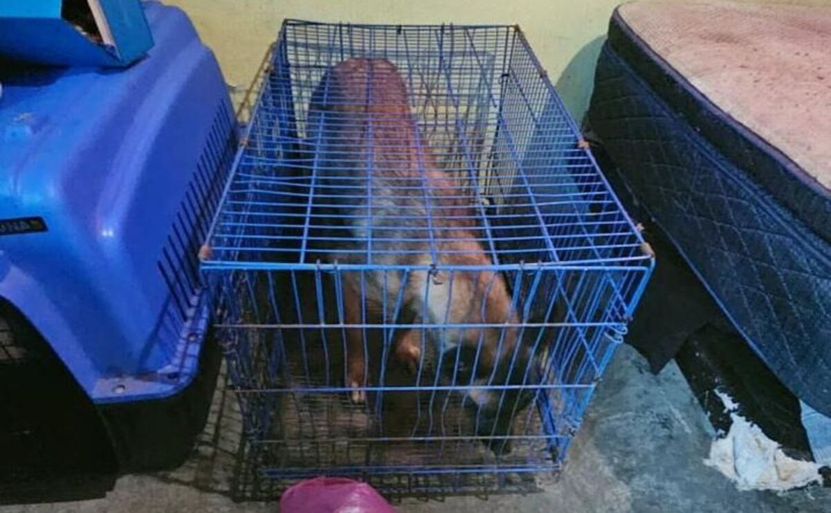 Perro en jaula: uno de los 12 canes rescatados de condiciones insalubres en Tecámac / Foto: Especial