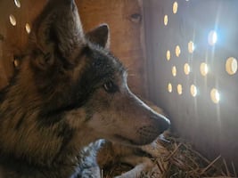 ¡Adiós, Edomex! cuatro lobos grises mexicanos inician un viaje para salvar a su especie