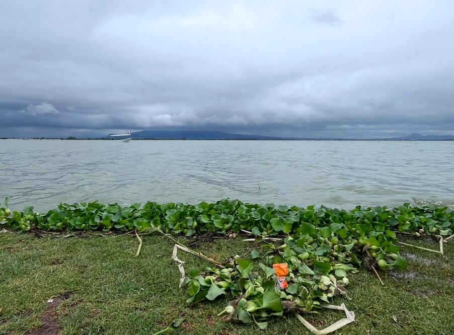La presencia de aves migratorias en la Laguna de Zumpango depende de la calidad del agua. Expertos advierten sobre los riesgos de la contaminación. Foto Arturo Contreras