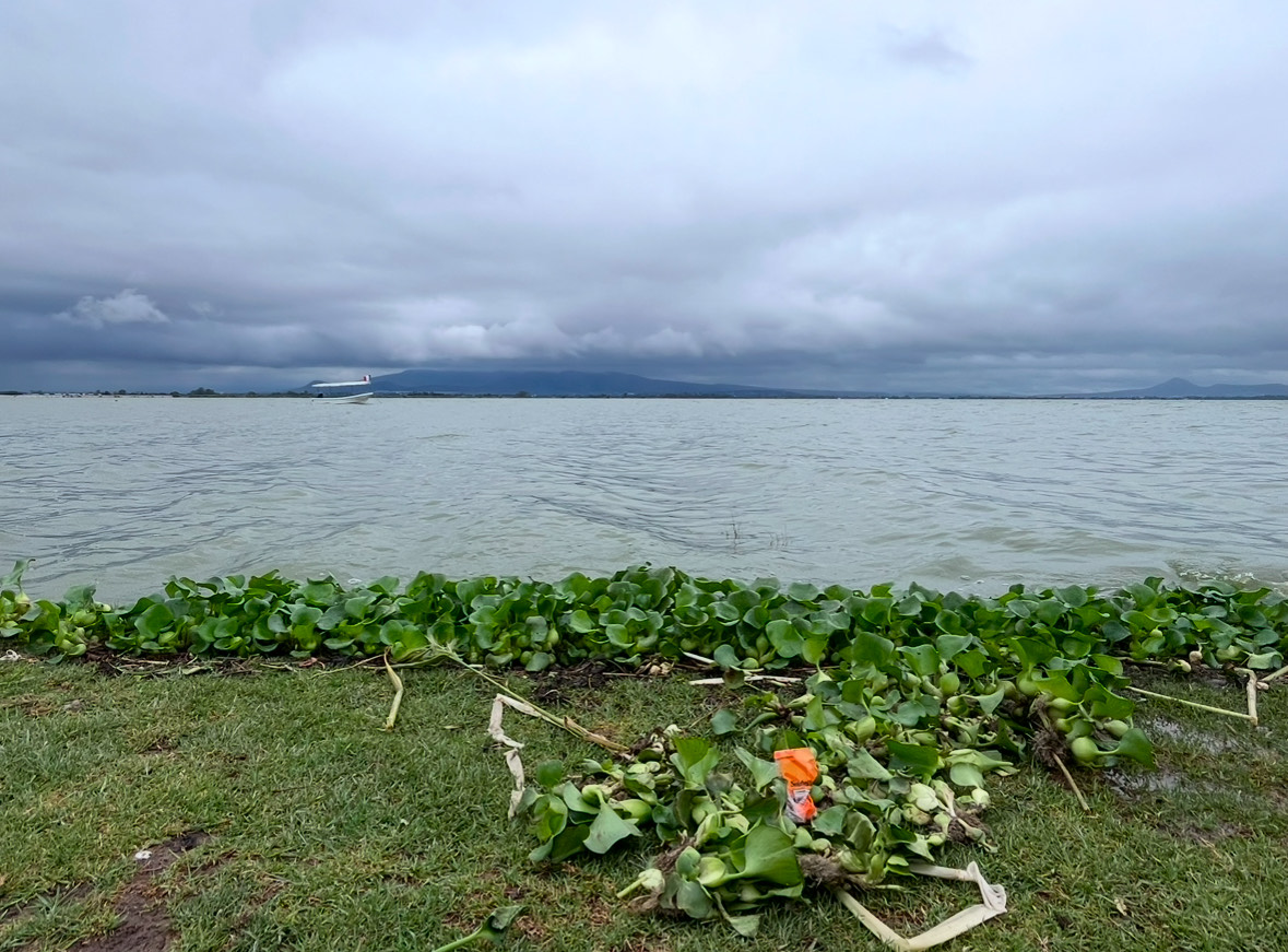 La presencia de aves migratorias en la Laguna de Zumpango depende de la calidad del agua. Expertos advierten sobre los riesgos de la contaminación. Foto Arturo Contreras