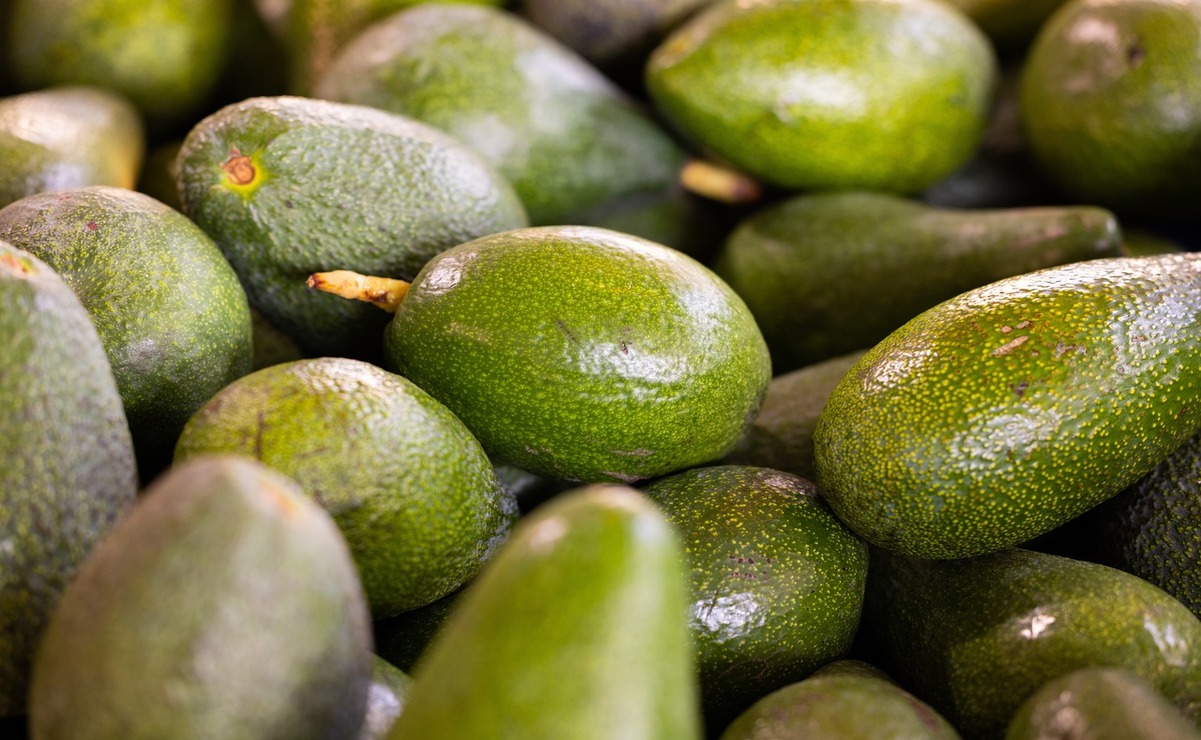 Se espera que el aguacate baje su precio este mes de octubre. Foto: Pixabay.