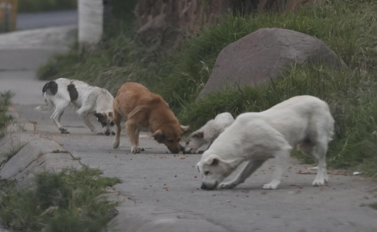 Ecatepec, Nezahualcóyotl y Toluca son los estados con más animales callejeros. Foto: Jorge Alvarado.
