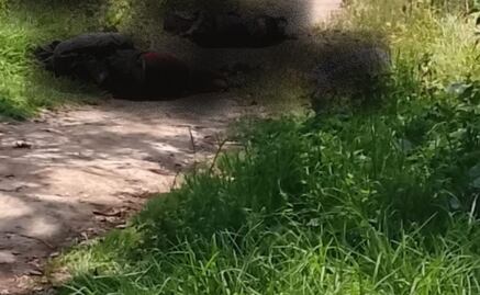 Hallan sin vida a tres jóvenes en camino de terracería en Temamatla, Edomex