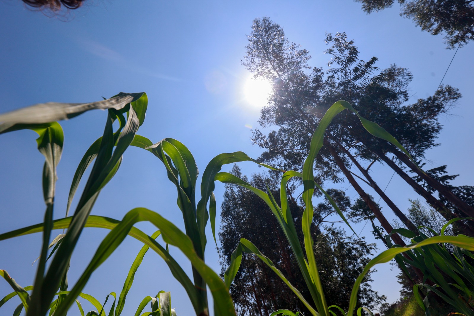 El cambio climático afecta el campo mexiquense. Foto Especial