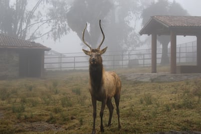 Vitaminas y calefacción: Así protegen del frío a los animales en el Zoológico de Zacango