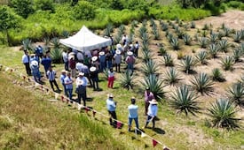 ¡Ruta del Mezcal en el Edomex! Estos son los municipios que podrás visitar para vivir la experiencia artesanal
