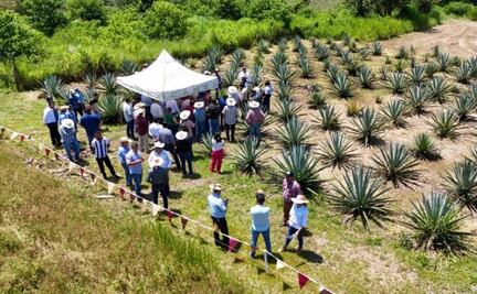 ¡Ruta del Mezcal en el Edomex! Estos son los municipios que podrás visitar para vivir la experiencia artesanal