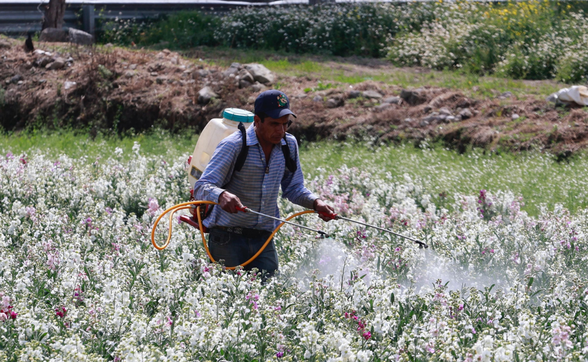 Blindaje millonario: Edomex invierte para que tu comida esté libre de plagas. Foto: Alejandro Vargas