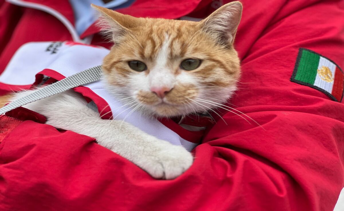 Durante la colecta, el gatito Cruzberto acompaña a las y los niños en las actividades lúdicas y educativas que se ofrecen como rappel, tirolesa, pintacaritas y talleres. Foto: Aura Moreno / El Universal Estado de De México