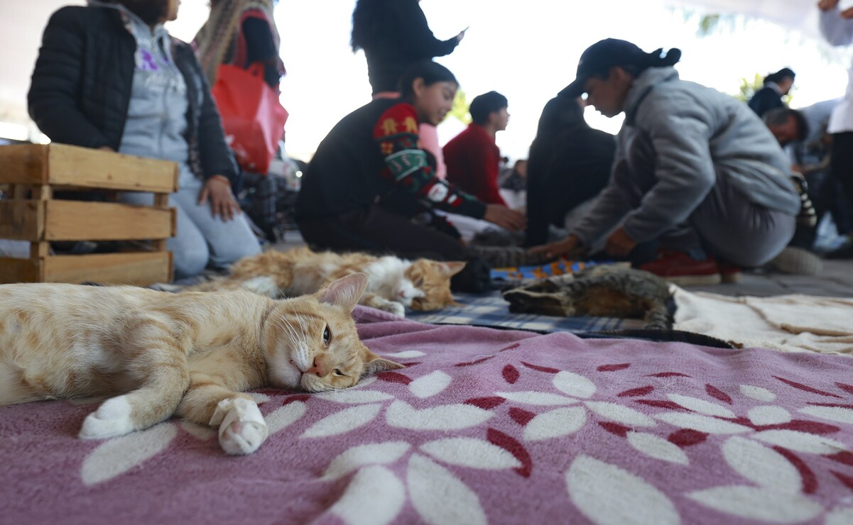 El abandono de perros y gatos ha provocado que sean víctimas de maltrato, envenenamiento o atropellamientos. Foto: Alejandro Vargas