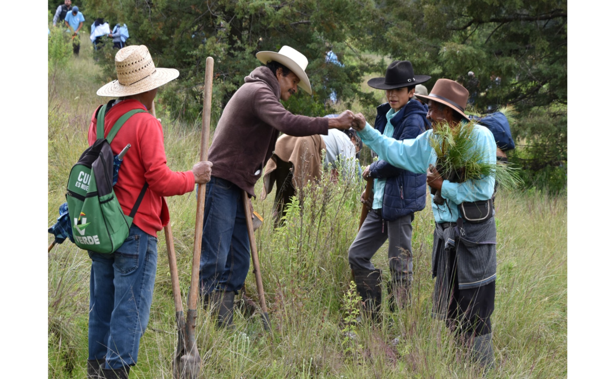 Durante el año 2022, fueron plantados cerca de 22 mil árboles en la zona boscosa, principalmente con los comisariados ejidales. Foto: Michelle Sánchez