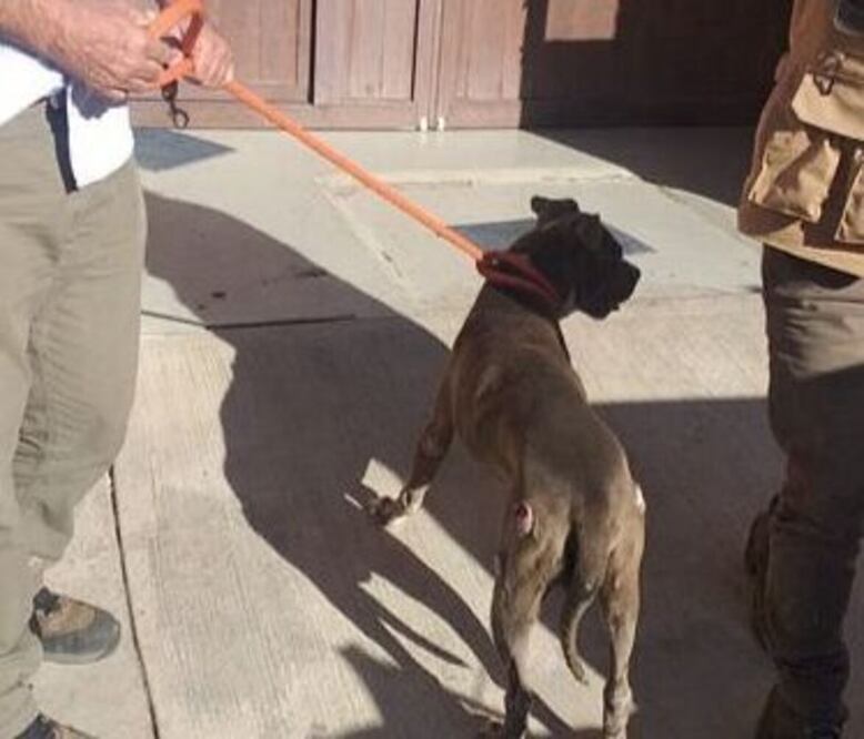 El perro rescatado fue llevado a un centro de Calimaya. Foto Especial