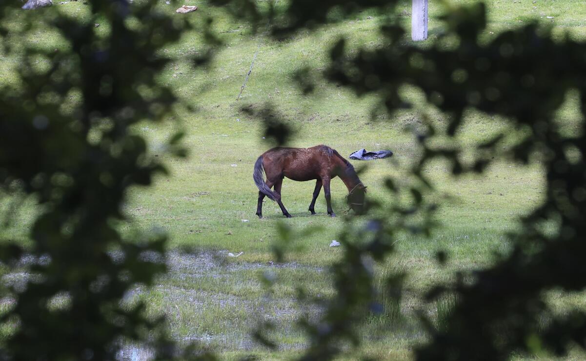 Además de los borregos, son los caballos y burros son los animales que principalmente se roban en Villa Victoria. Foto: Alejandro Vargas / El Universal Edomex