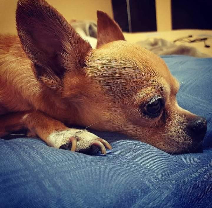 Las ofrendas para las mascotas deben estar listas en la noche del 27 de octubre para que las almas lleguen en la madrugada, en la transición al 28 de octubre. Foto: Emmanuel Pérez