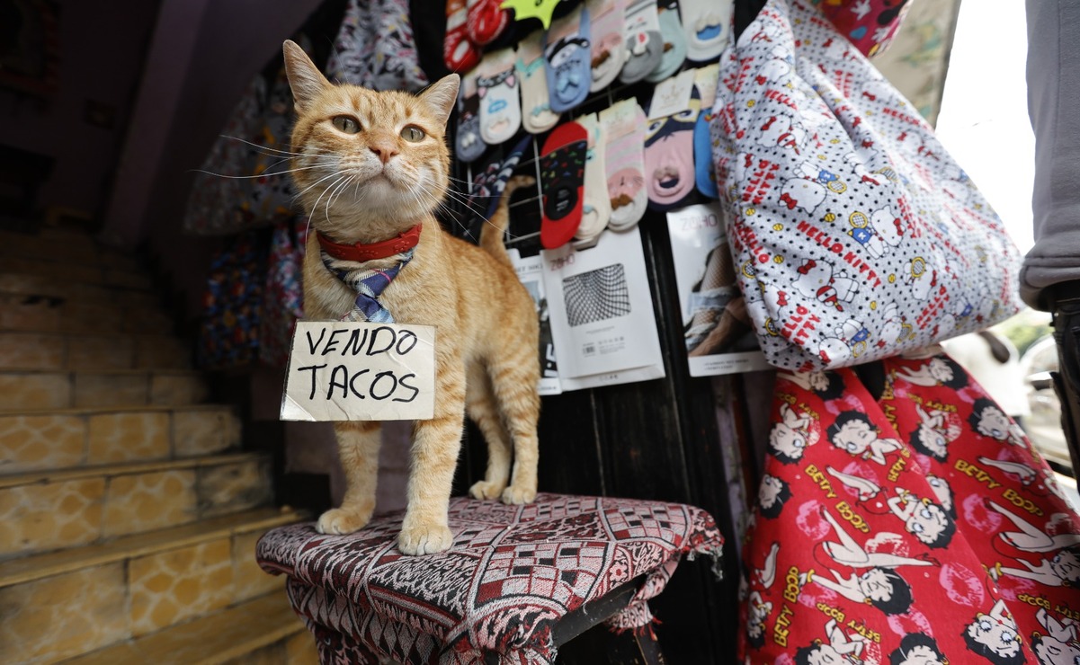 ¡De Toluca para el mundo! ¿Cuáles son los gatos más virales de la capital mexiquense?