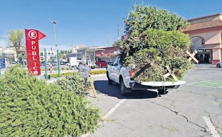 Metepec transforma árboles navideños en composta para sus parques recreativos