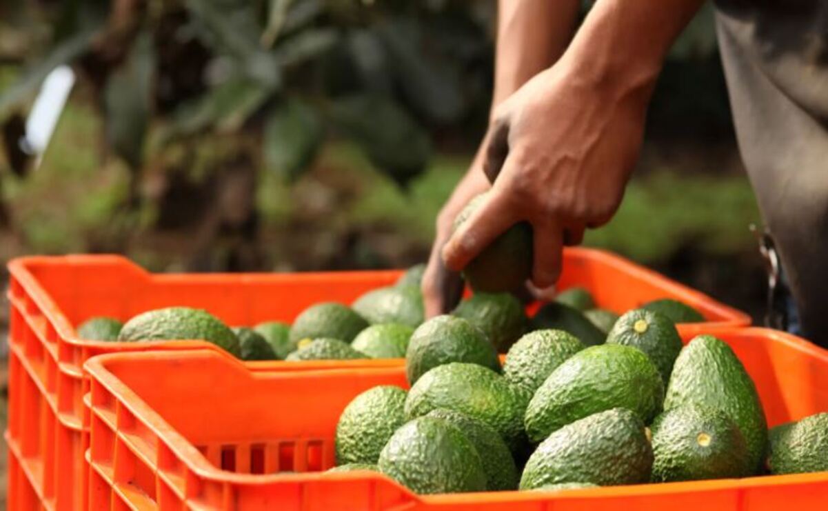 Productos mexiquenses en el mundo: Desde equipo de transporte hasta alimentos y textiles, los productos del Estado de México se abren paso en el mercado global / Foto: Especial