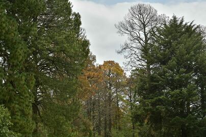 ¡Edomex verde! Drones y “bombas de semillas” contra el cambio climático 