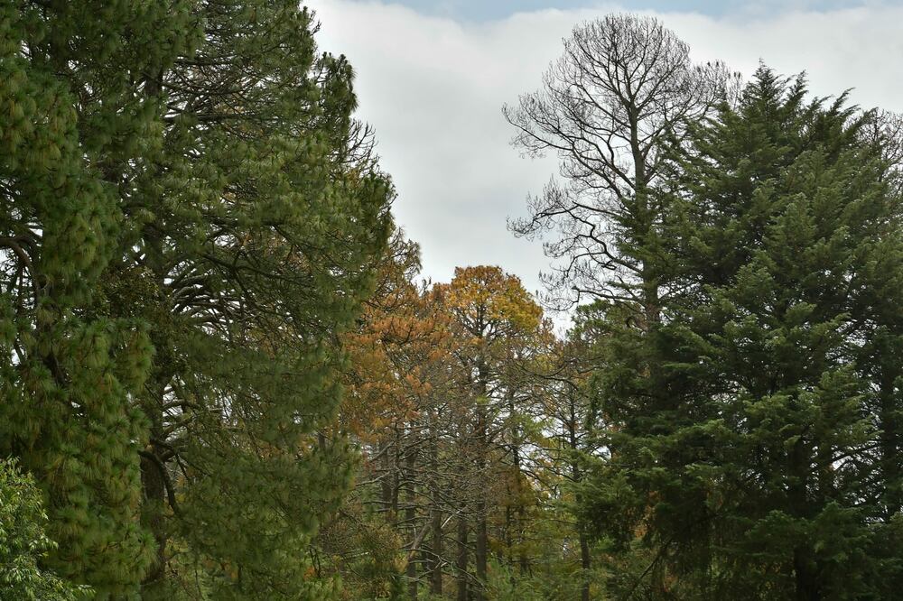 La siembra busca contrarrestar los efectos de la volatilidad climática, como altas temperaturas y escasez de agua. Foto Especial