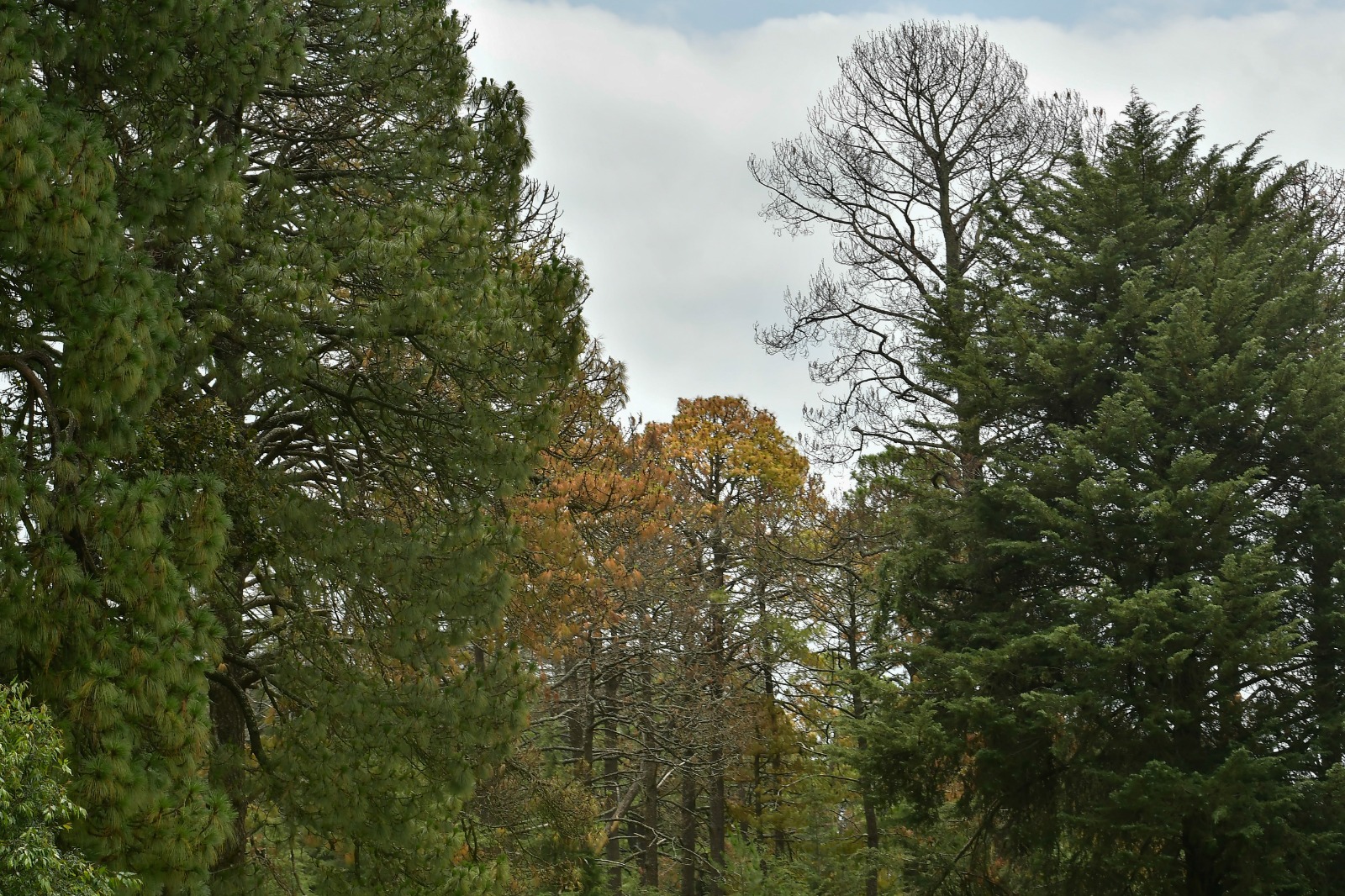 La siembra busca contrarrestar los efectos de la volatilidad climática, como altas temperaturas y escasez de agua. Foto Especial
