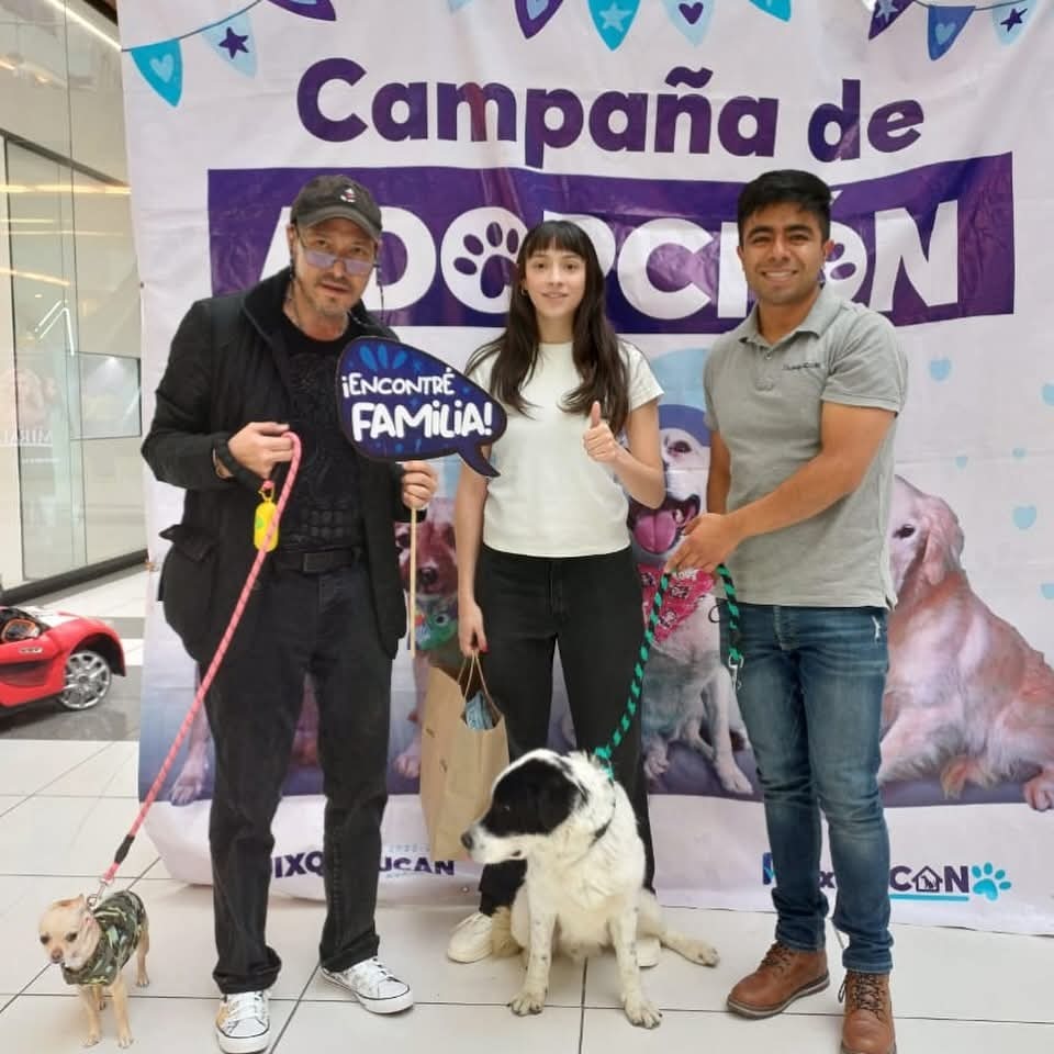 396 perritos lograron encontrar una familia al ser adoptados en las diversas jornadas de adopción