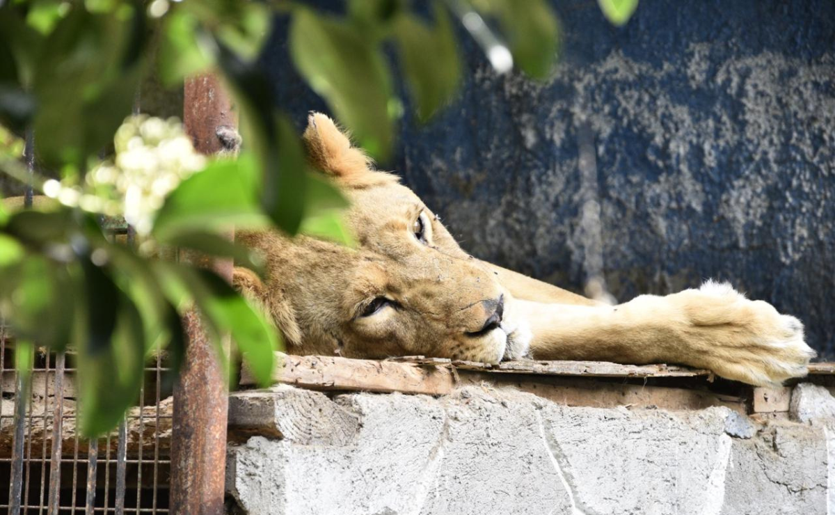 Aumentan decomisos de especies exóticas en Edomex Foto: Especial