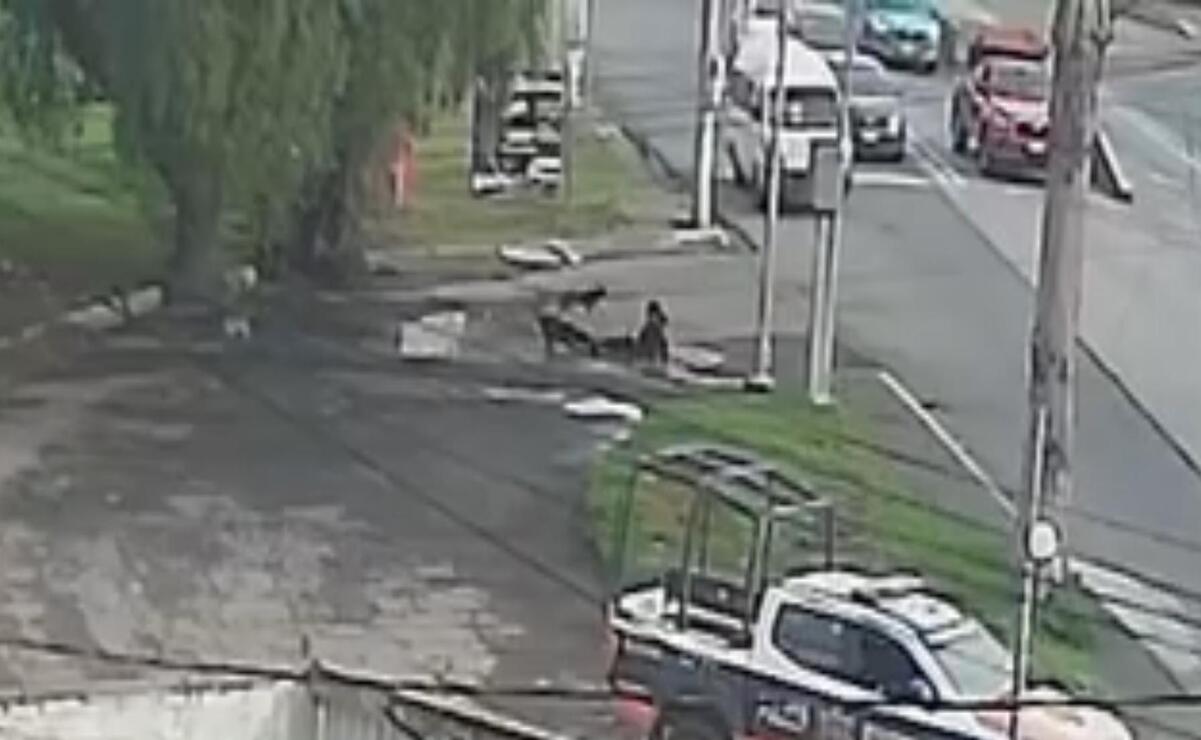 Una cámara de vigilancia captó el momento en el que varios perros se abalanzaron sobre una mujer en el fraccionamiento Bosques de Ecatepec. Foto: Especial