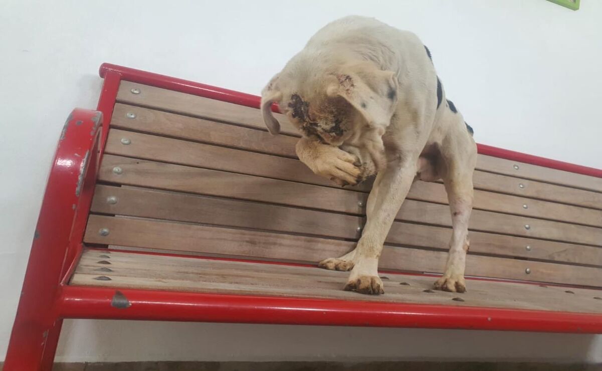 "Chalquito” fue rescatado con quemaduras y varios síntomas de maltrato / Foto: Especial.