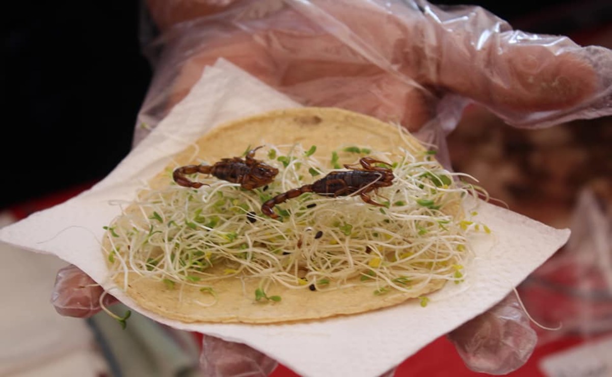 ¿Comerías un taco de alacrán? / Foto Karen Aldama